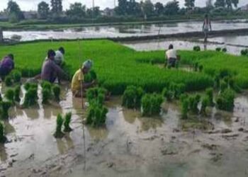 एमपी में झमाझम बारिश ने भरे धान के खेत, किसानों के चेहरे पर खुशी