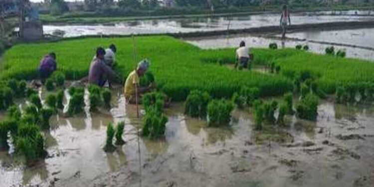 एमपी में झमाझम बारिश ने भरे धान के खेत, किसानों के चेहरे पर खुशी