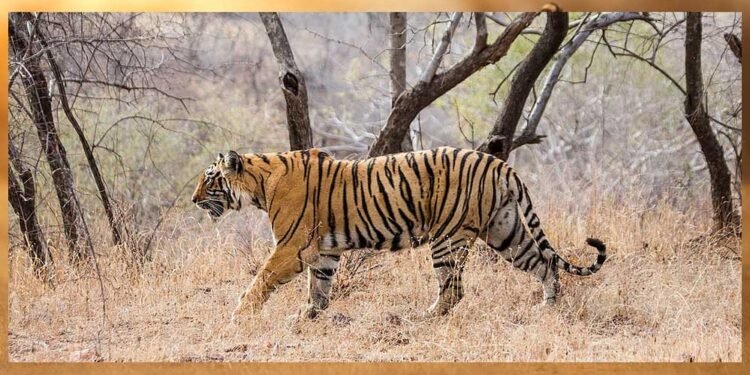 ताप्ती बना मध्यप्रदेश का पहला कंजर्वेशन रिजर्व, जानें नेशनल पार्क से क्या है फर्क
