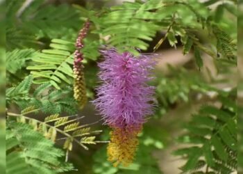 दशहरे पर शमी पूजन का महत्व: विजय, समृद्धि और सौभाग्य का रहस्य