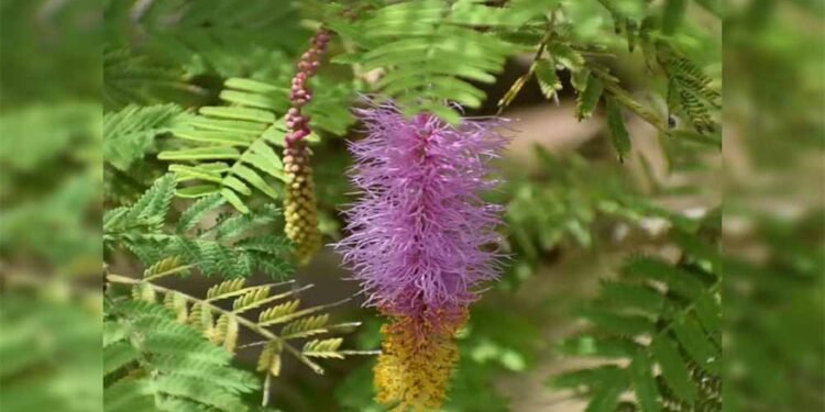 दशहरे पर शमी पूजन का महत्व: विजय, समृद्धि और सौभाग्य का रहस्य