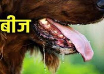 वर्ल्ड रेबीज़ डे: रेबीज़ का कोई इलाज नहीं, पर समय पर टीका है जीवनरक्षक