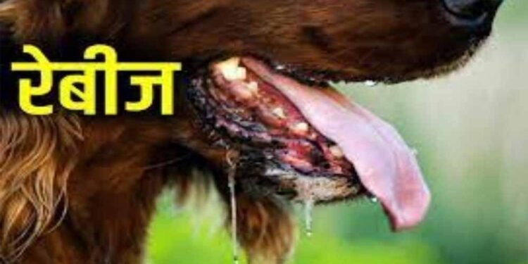 वर्ल्ड रेबीज़ डे: रेबीज़ का कोई इलाज नहीं, पर समय पर टीका है जीवनरक्षक