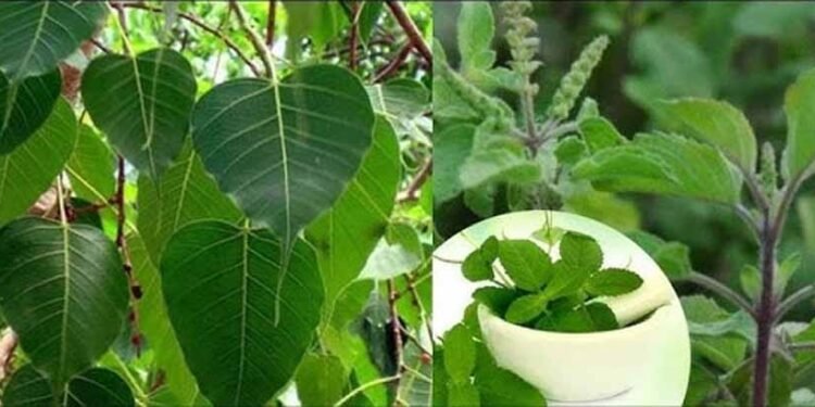पितृपक्ष में इन पौधों का घर में होना क्यों है खास?