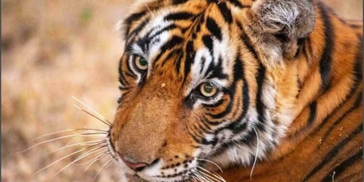 मध्य प्रदेश का बड़ा कदम: 10 बाघ होंगे ओडिशा, राजस्थान और छत्तीसगढ़ में ट्रांसलोकेट