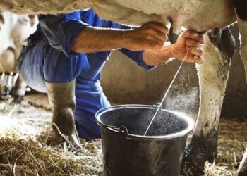 प्रदेश में 2 अक्टूबर से प्रारंभ होगा दुग्ध समृद्धि सम्पर्क अभियान