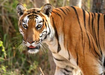 ऑल इंडिया टाइगर एस्टीमेशन वन्यजीव सर्वेक्षण की कार्यशाला