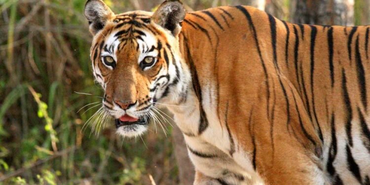 ऑल इंडिया टाइगर एस्टीमेशन वन्यजीव सर्वेक्षण की कार्यशाला