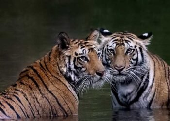 मध्यप्रदेश के बाघों की बढ़ी मांग, राजस्थान, छत्तीसगढ़ और ओडिशा के जंगलों में ट्रांसलोकेशन शुरू