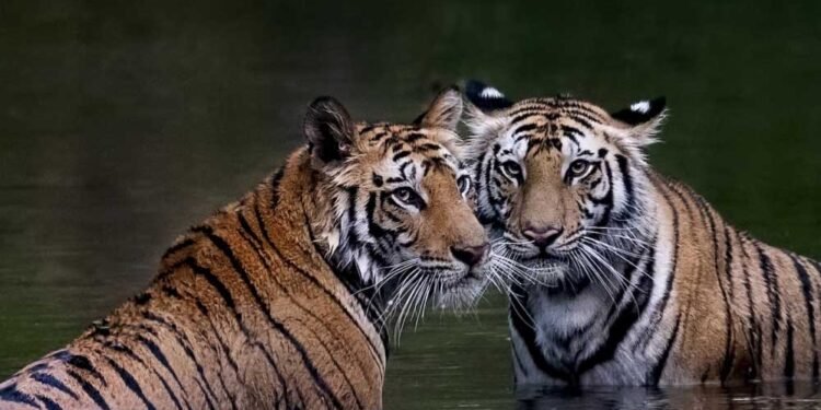 मध्यप्रदेश के बाघों की बढ़ी मांग, राजस्थान, छत्तीसगढ़ और ओडिशा के जंगलों में ट्रांसलोकेशन शुरू