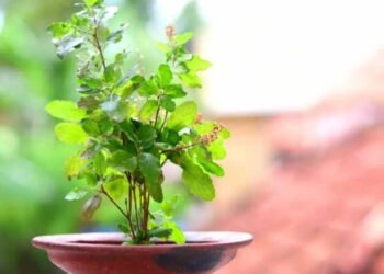 कार्तिक मास में तुलसी पूजन से बनेगी धन की वर्षा, जानें खास उपाय!