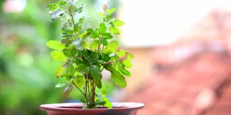 कार्तिक मास में तुलसी पूजन से बनेगी धन की वर्षा, जानें खास उपाय!