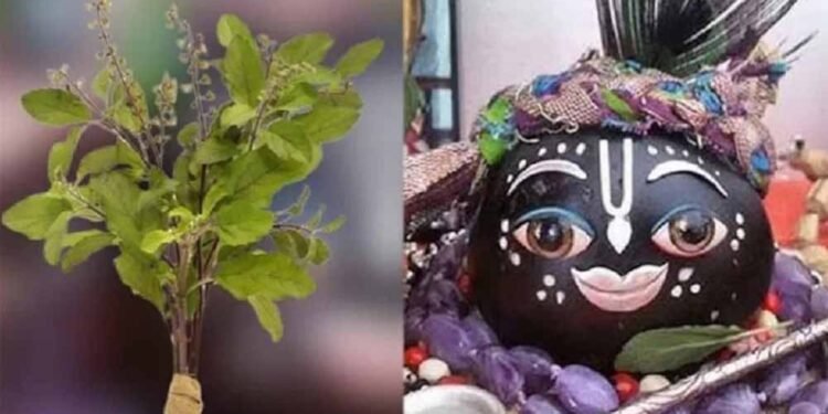 तुलसी के श्राप से शालिग्राम तक: जानें भगवान विष्णु के इस अद्भुत रूप की कथा