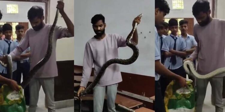 क्लासरूम में अजगर की दहशत, फुंकार से मचा हड़कंप, छात्रों का हुआ रेस्क्यू