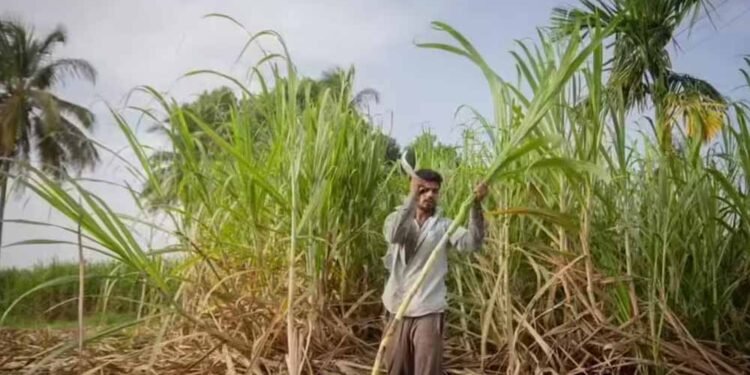 दीपावली से पहले किसानों के चेहरे खिले, गन्ना उत्पादकों को 5.98 करोड़ का तोहफा