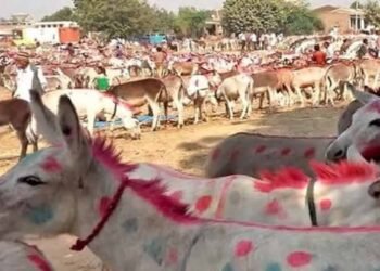 चित्रकूट के ऐतिहासिक गधा मेले में शाहरुख बना स्टार, 1 लाख 5 हजार में बिका!