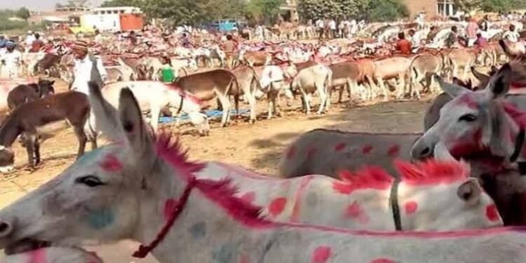 चित्रकूट के ऐतिहासिक गधा मेले में शाहरुख बना स्टार, 1 लाख 5 हजार में बिका!