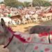 चित्रकूट के ऐतिहासिक गधा मेले में शाहरुख बना स्टार, 1 लाख 5 हजार में बिका!