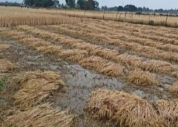 मध्य प्रदेश में बेमौसम बारिश, सोयाबीन, गेहूं और अन्य फसलों को भारी नुकसान