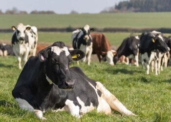 डेनमार्क का अनोखा टैक्स: गायों की गैस और डकार पर देना होगा शुल्क, पेड़ लगाने पर मिलेगी छूट