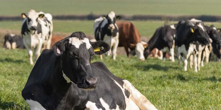डेनमार्क का अनोखा टैक्स: गायों की गैस और डकार पर देना होगा शुल्क, पेड़ लगाने पर मिलेगी छूट
