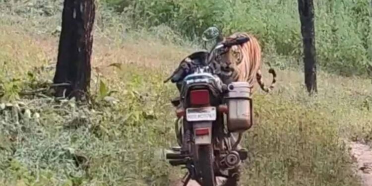 जंगल में घबराहट: फॉरेस्ट गार्ड के सामने अचानक आया बाघ, सूझबूझ से टली बड़ी मुसीबत