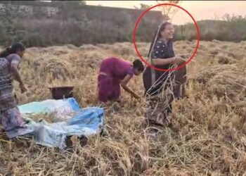 बलरामपुर-रामानुजगंज में धान कटाई: कृषि मंत्री राम विचार नेताम की पत्नी भी उतरीं खेत में, ग्रामीणों में बढ़ा उत्साह