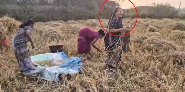 बलरामपुर-रामानुजगंज में धान कटाई: कृषि मंत्री राम विचार नेताम की पत्नी भी उतरीं खेत में, ग्रामीणों में बढ़ा उत्साह