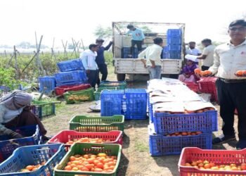 रायपुर : टमाटर की खेती से किसान बन रहे आत्मनिर्भर
