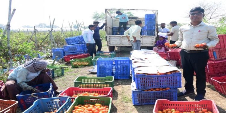 रायपुर : टमाटर की खेती से किसान बन रहे आत्मनिर्भर