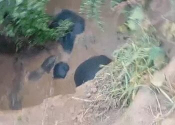 छत्तीसगढ़: कुएं में फंसे 3 हाथी, 8 घंटे बाद जेसीबी से रास्ता बनाकर निकाले गए, एक शावक भी शामिल