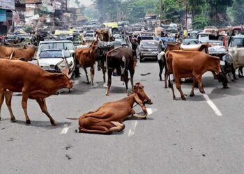 रायपुर : घुमंतू पशुओं के कारण होने वाले दुर्घटनाओं को रोकने एक माह तक विशेष अभियान चलाने के निर्देश