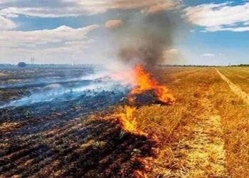 सुप्रीम कोर्ट के आदेश बेअसर! MP में किसानों द्वारा धड़ाधड़ पराली जलाने से बढ़ी चिंता