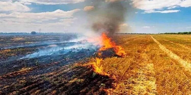 सुप्रीम कोर्ट के आदेश बेअसर! MP में किसानों द्वारा धड़ाधड़ पराली जलाने से बढ़ी चिंता