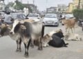 सड़कों पर आवारा पशुओं से बढ़ रही दुर्घटनाएँ: नगर निगम अब मालिकों पर दर्ज करेगा FIR