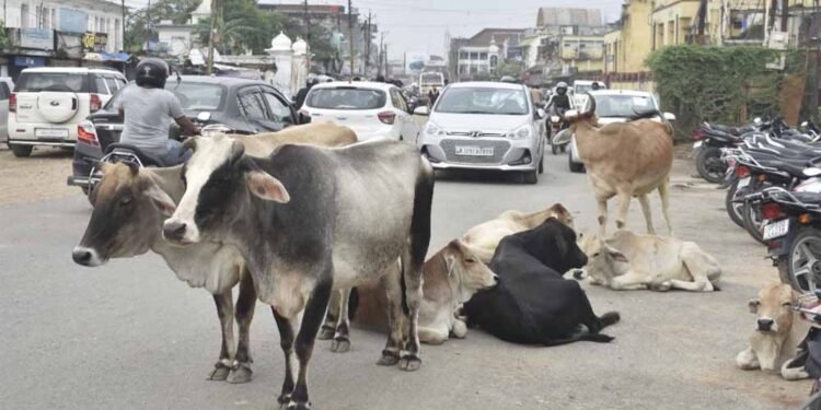 सड़कों पर आवारा पशुओं से बढ़ रही दुर्घटनाएँ: नगर निगम अब मालिकों पर दर्ज करेगा FIR