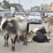 सड़कों पर आवारा पशुओं से बढ़ रही दुर्घटनाएँ: नगर निगम अब मालिकों पर दर्ज करेगा FIR
