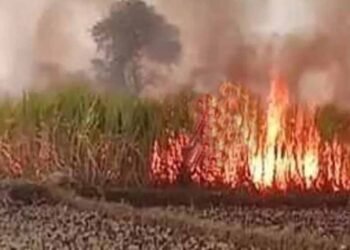गन्ने के खेत में भीषण आग: 7 एकड़ फसल राख, ग्रामीणों ने संभाला मोर्चा