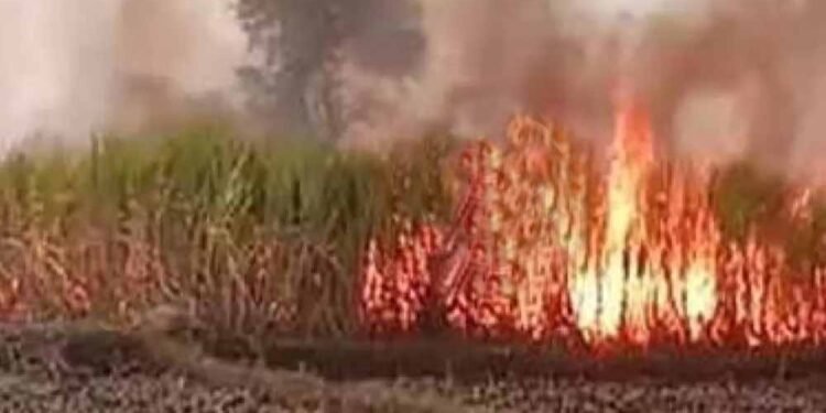 गन्ने के खेत में भीषण आग: 7 एकड़ फसल राख, ग्रामीणों ने संभाला मोर्चा