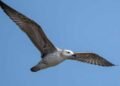 5 साल बाद रूसे जलाशय में दिखी दुर्लभ Steppe Gull, मध्य भारत की जैव विविधता के लिए शुभ संकेत