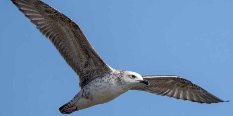5 साल बाद रूसे जलाशय में दिखी दुर्लभ Steppe Gull, मध्य भारत की जैव विविधता के लिए शुभ संकेत
