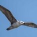 5 साल बाद रूसे जलाशय में दिखी दुर्लभ Steppe Gull, मध्य भारत की जैव विविधता के लिए शुभ संकेत