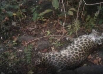 जंगल में तेंदुए का रहस्यमय शिकार, चारों पंजे गायब मिलने से मचा हड़कंप