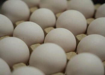 अंडे हुए महंगे: बाजार में 8 से 12 रुपये प्रति अंडा, कीमत बढ़ने की क्या है वजह?