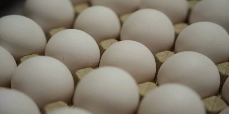 अंडे हुए महंगे: बाजार में 8 से 12 रुपये प्रति अंडा, कीमत बढ़ने की क्या है वजह?