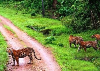 संजय टाइगर रिजर्व में सर्वे, शाकाहारी और मांसाहारी प्राणियों का आकलन, मिली खुशखबरी