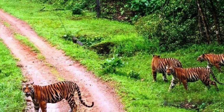 संजय टाइगर रिजर्व में सर्वे, शाकाहारी और मांसाहारी प्राणियों का आकलन, मिली खुशखबरी