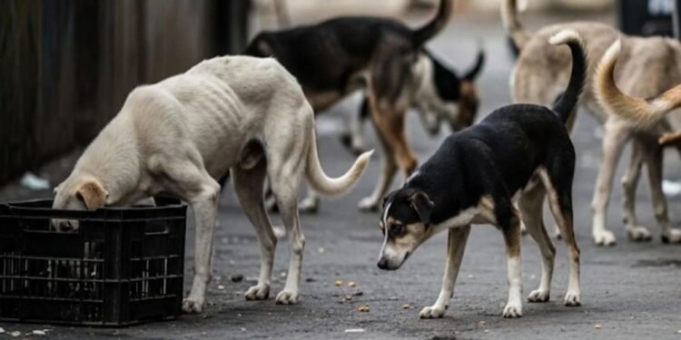 कर्नाटक सरकार करेगी स्ट्रिट डॉग्स की देखभाल, हर कुत्ते पर रोज 50 रुपये खर्च