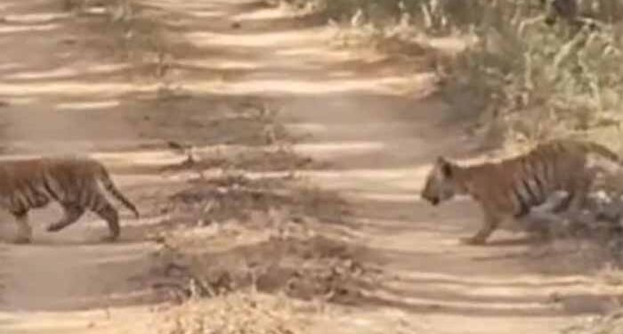 सिवनी में वन्यजीवन का अद्भुत नज़ारा: पांच शावकों संग नजर आई ‘जुगनी’ बाघिन, वीडियो ने जीता दिल