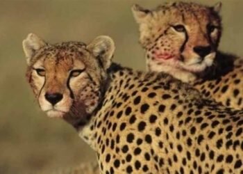 कूनो में होगी तीन चीता सफारी! 53 करोड़ की डीपीआर से बदलेगा पर्यटकों का अनुभव